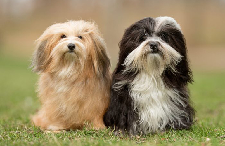 Most social dog: Havanese