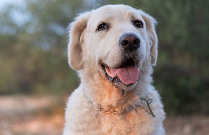 Pet and family names