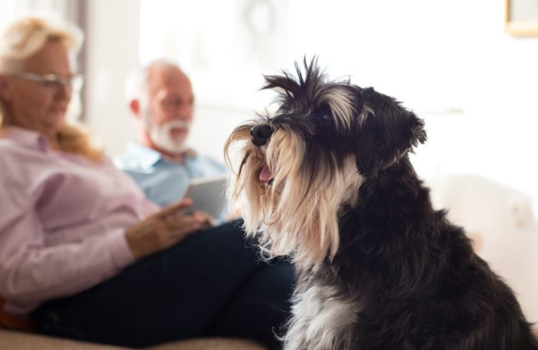 Best house dog: Miniature schnauzer