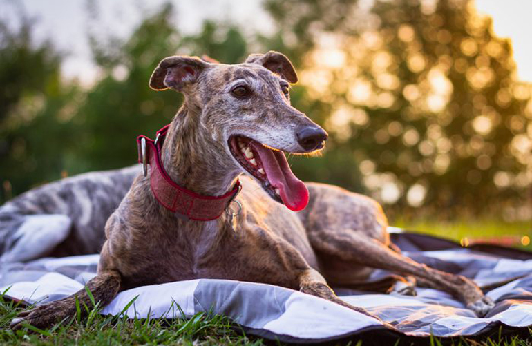 Best large dog: Greyhound