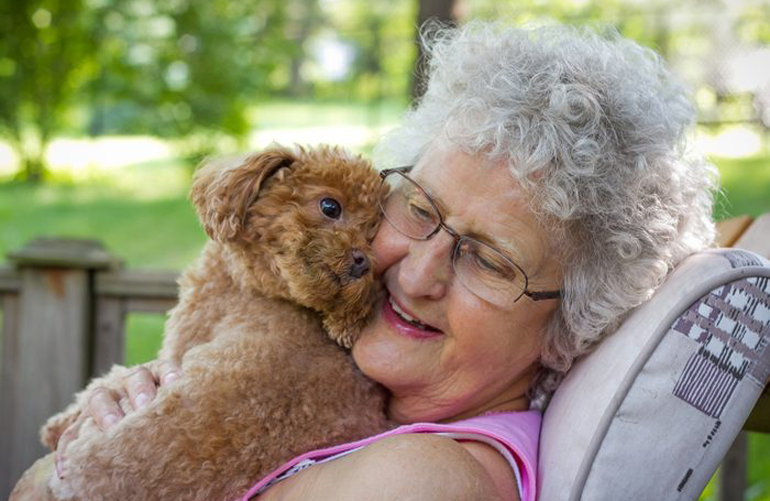 Best hypoallergenic: Toy Poodle