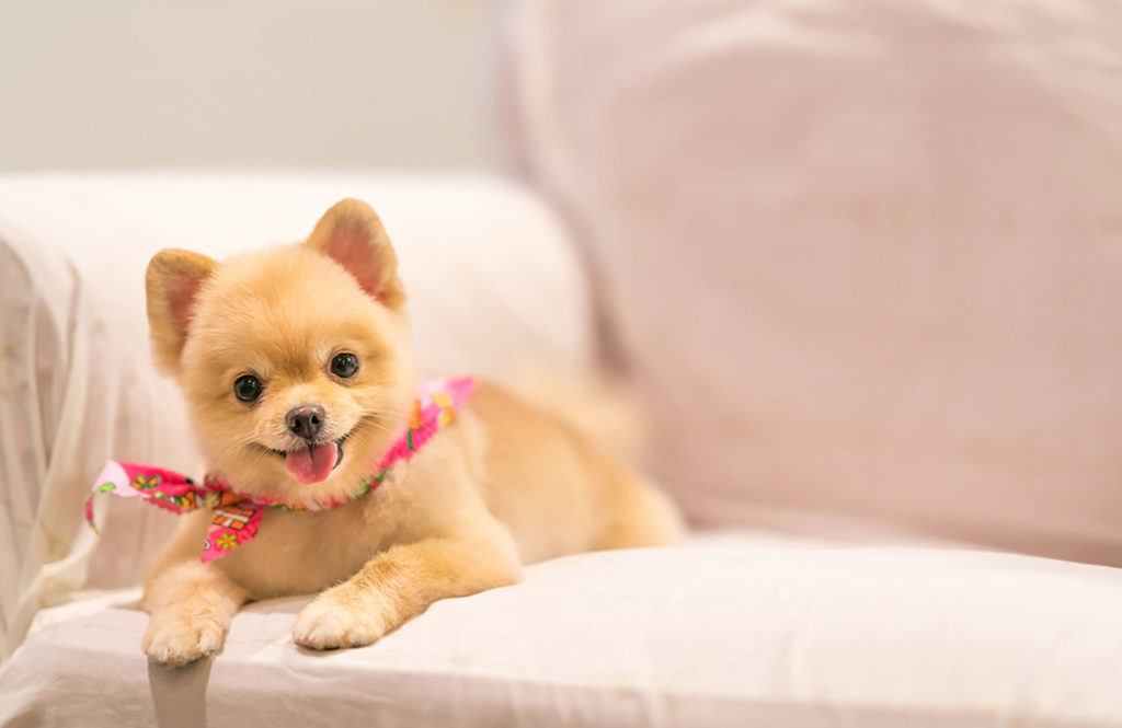 Mixing vinegar and dish soap removes pet stains