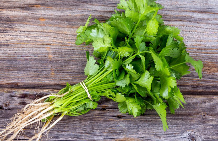 Coriander stems