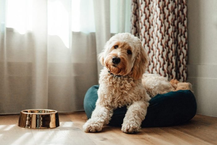 Best dog for those who like a clean house: Groodle