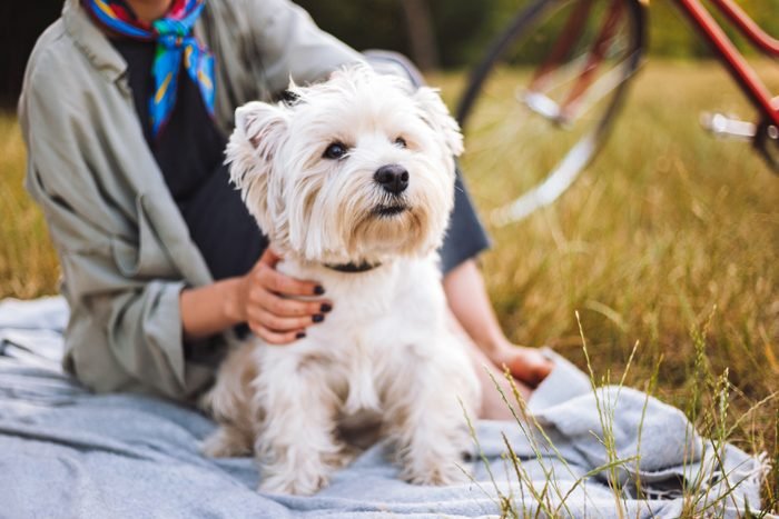 Best for active seniors: Westies