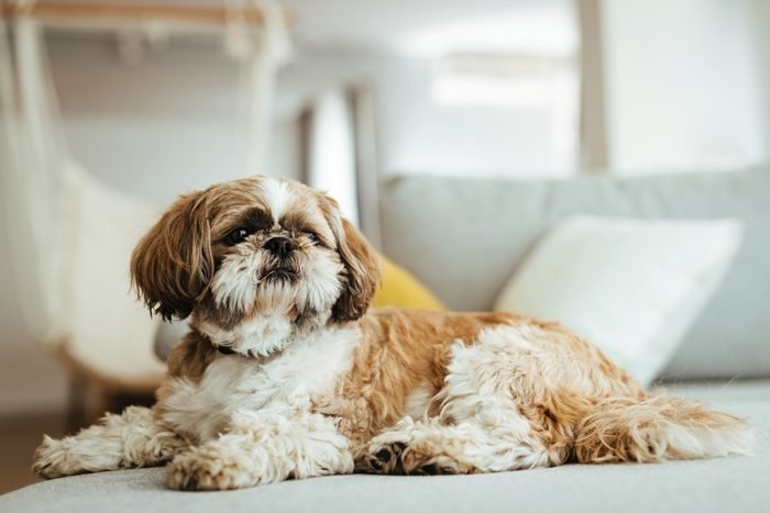 Best dog that doesn’t bark: Shih Tzu