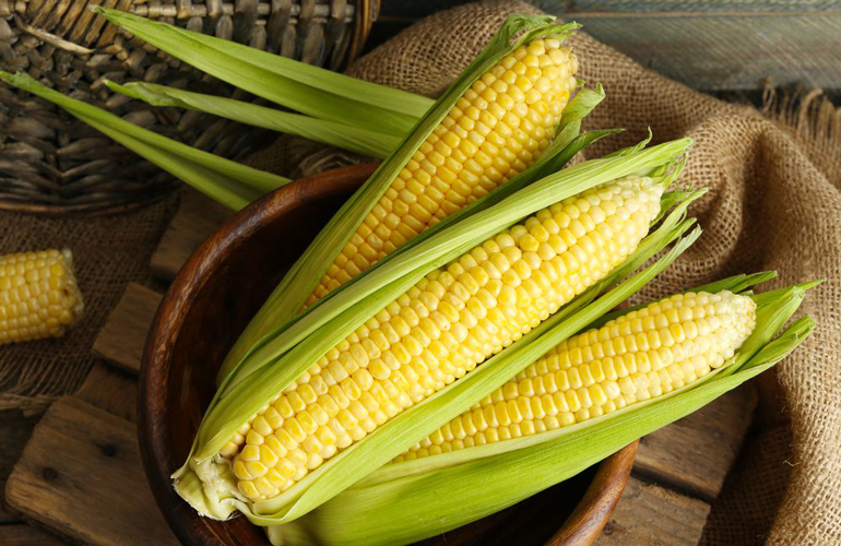 Corn cobs and husks