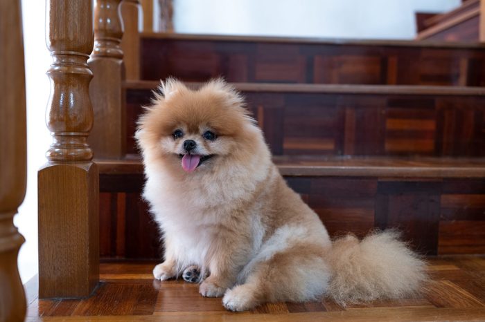 Best guard dog: Pomeranian
