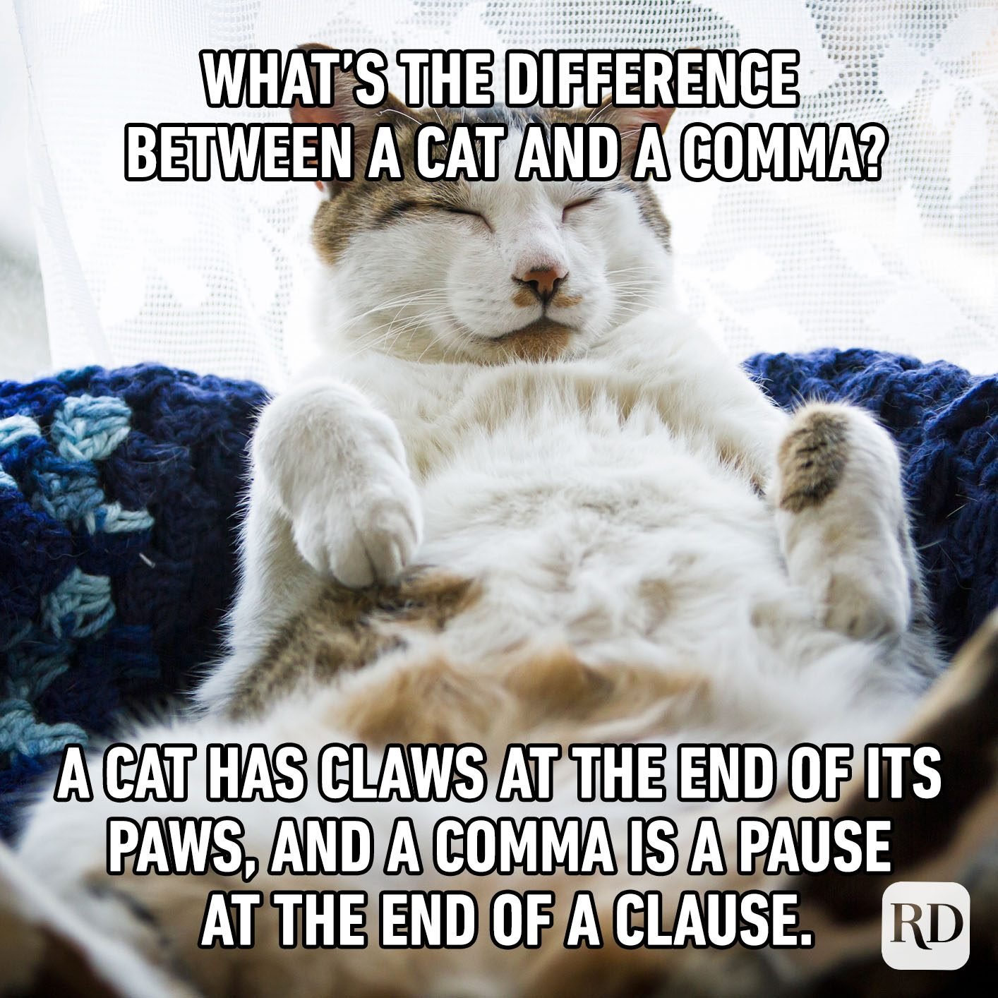 Homophone humour