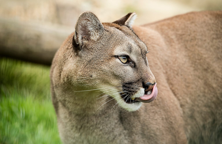 What to do when you’re: cornered by a mountain lion