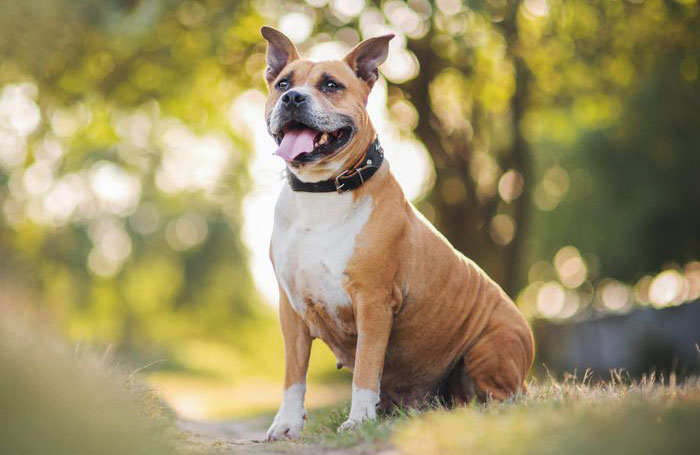 American Staffordshire terrier