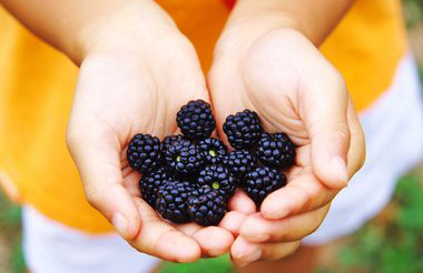 Berries