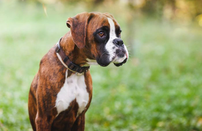 7. Boxer