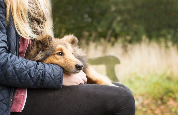 6. Collie