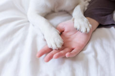 Why do my dog’s paws smell like corn chips?