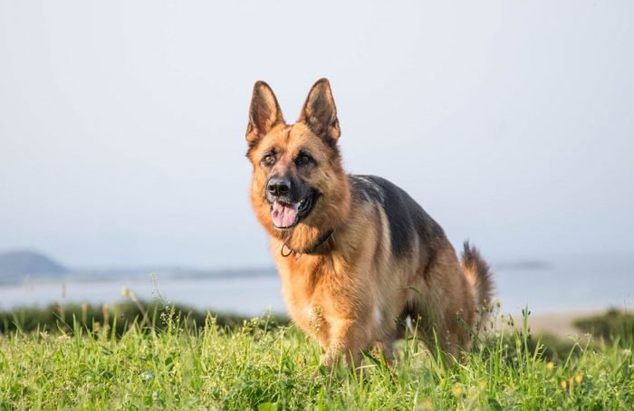 9. German shepherd