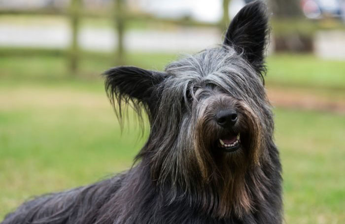Skye terrier