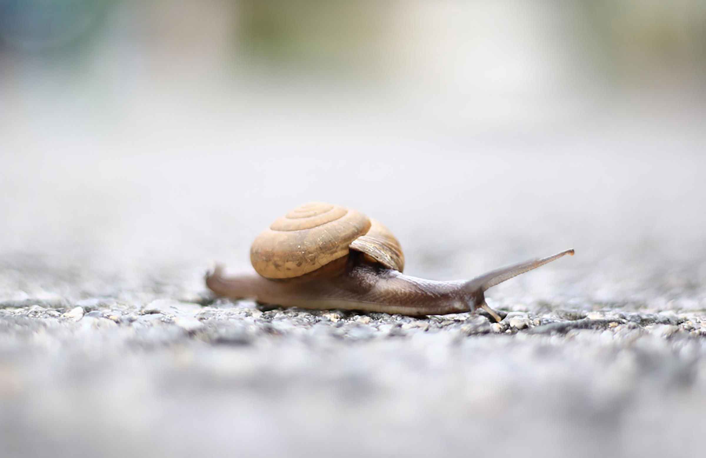 Slug and snail deterrent