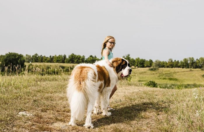 8. St Bernard