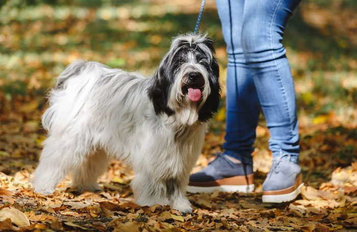13. Tibetan terrier