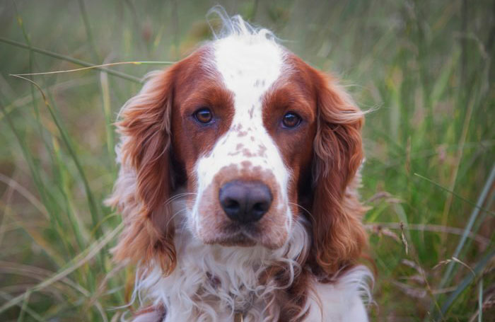 Welsh springer spaniel