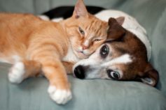21 dogs that get along with cats