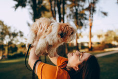 30 toy dog breeds that stay puppy-sized forever