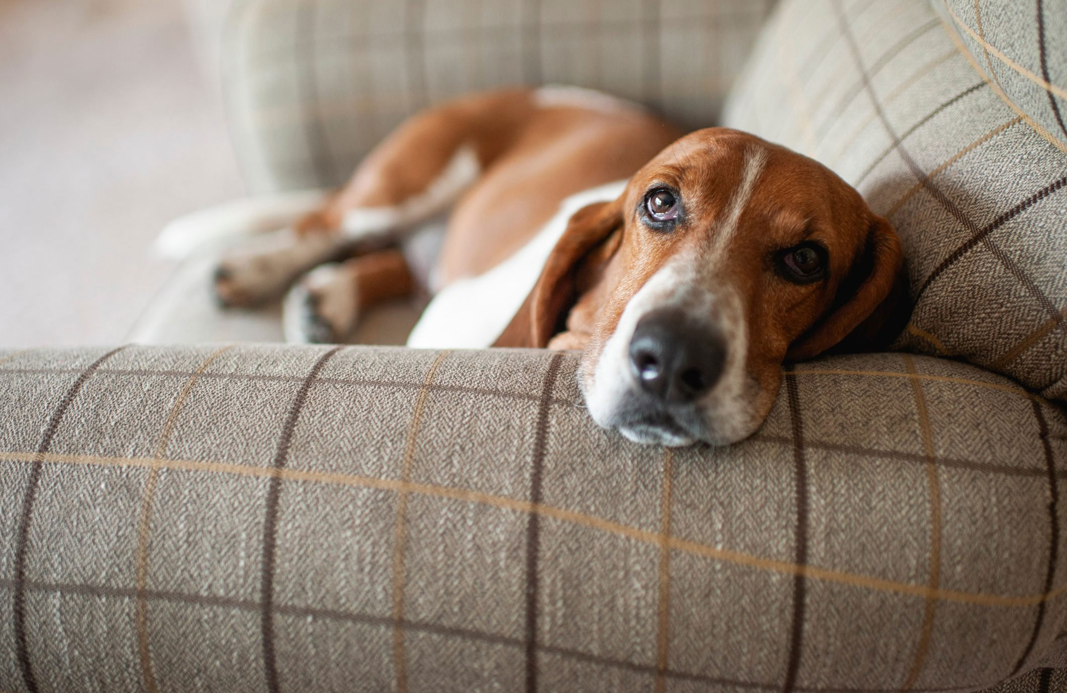 1. Basset hound