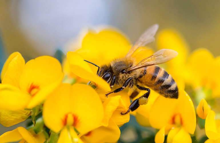 Soothe a bee sting
