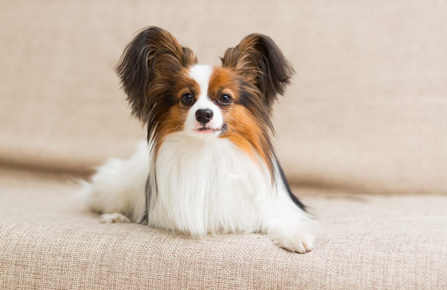 Papillon
