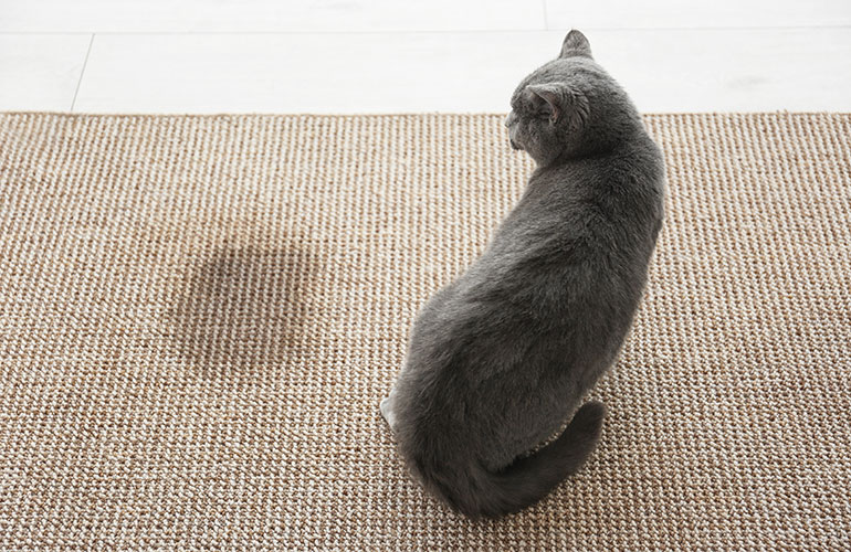 Correct pet mistakes