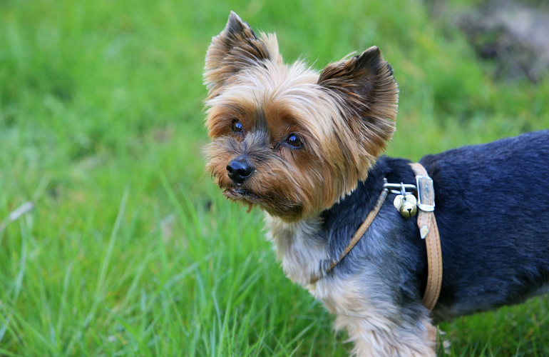 Yorkshire terrier