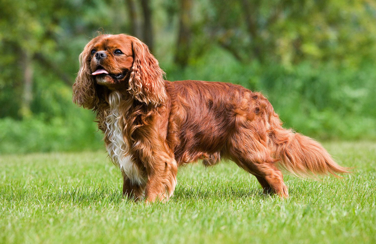 English toy spaniel