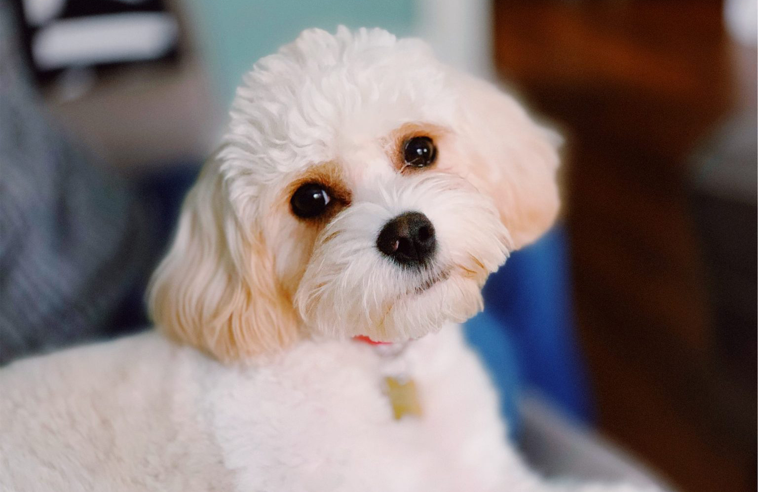 Cavachon