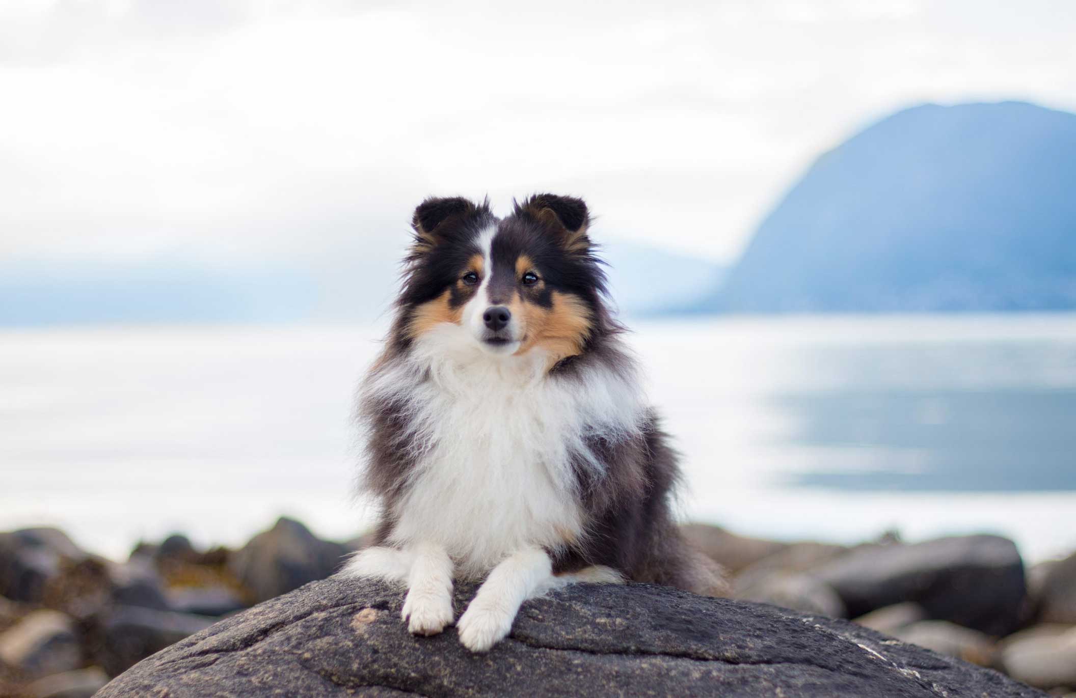 16. Shetland sheepdog