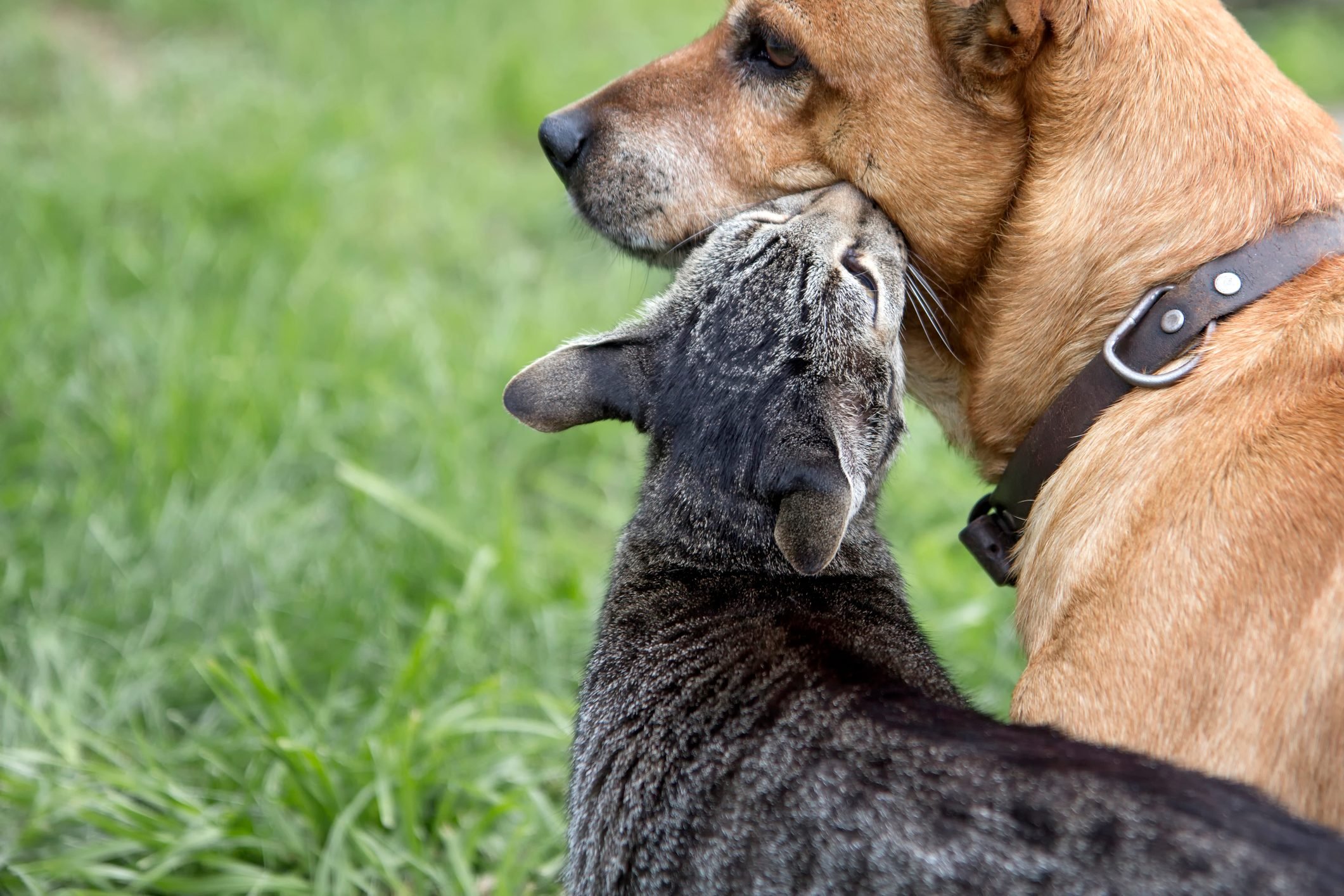 Dogs and cats can be friends