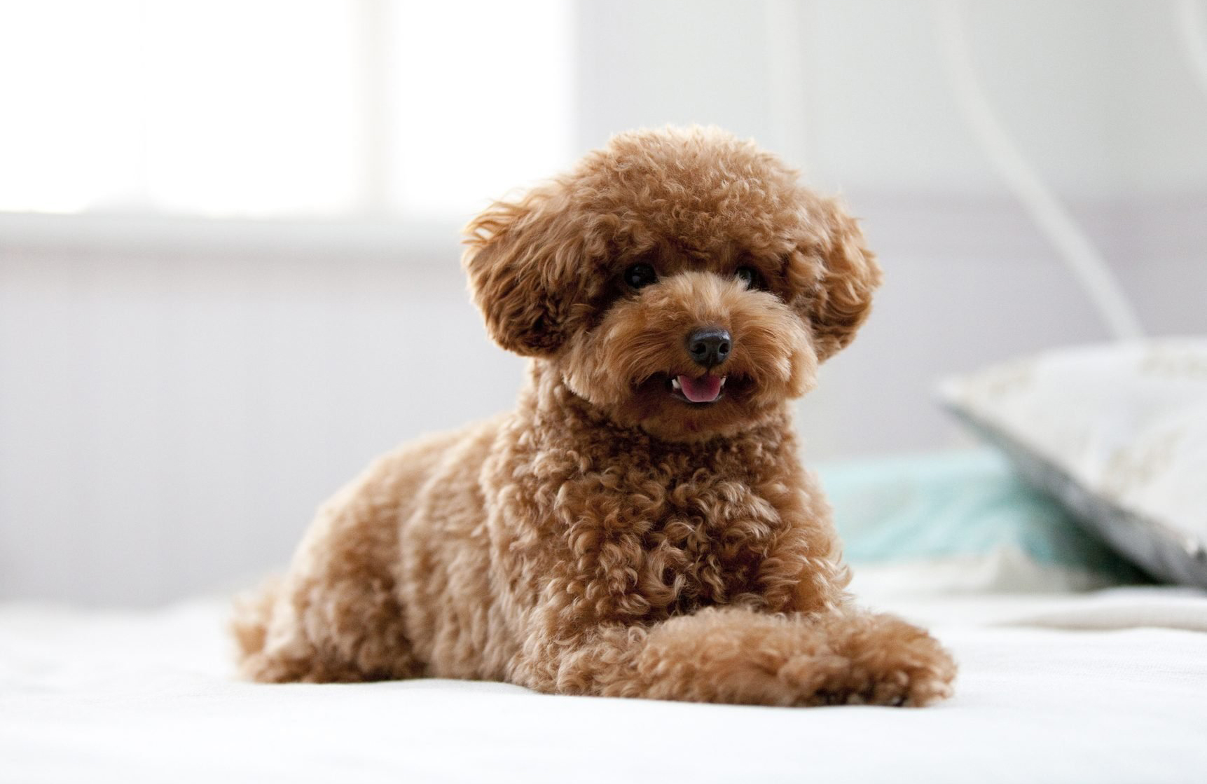 Toy poodle