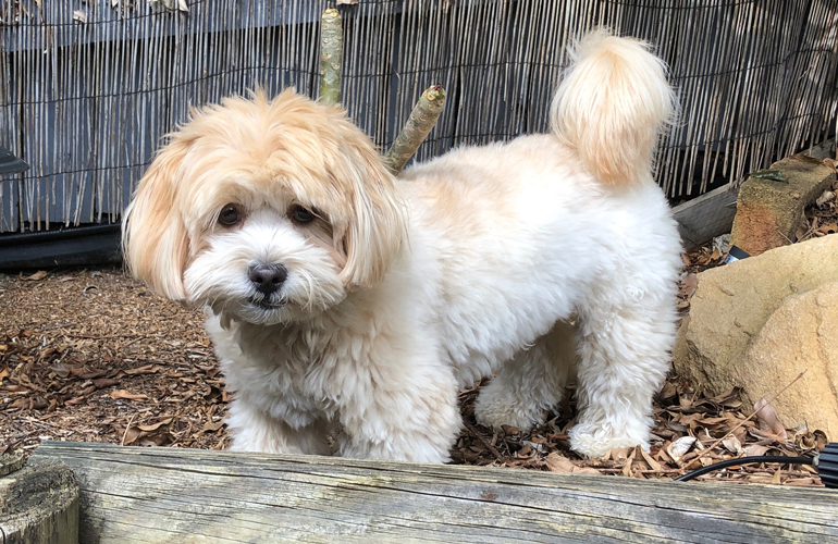 Shoodle (Shih-Poo)
