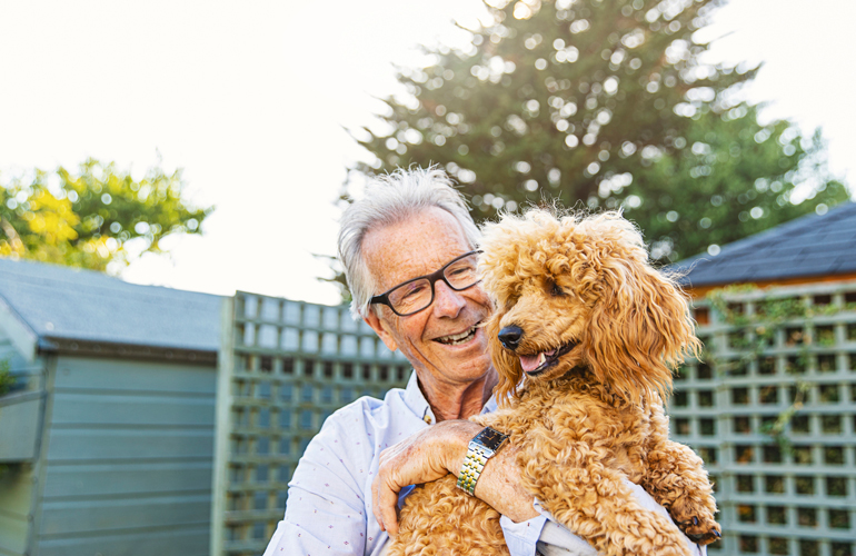 Standard poodle