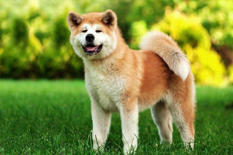 Akita
