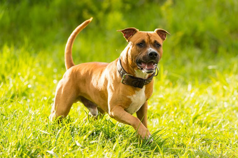 American Staffordshire terrier