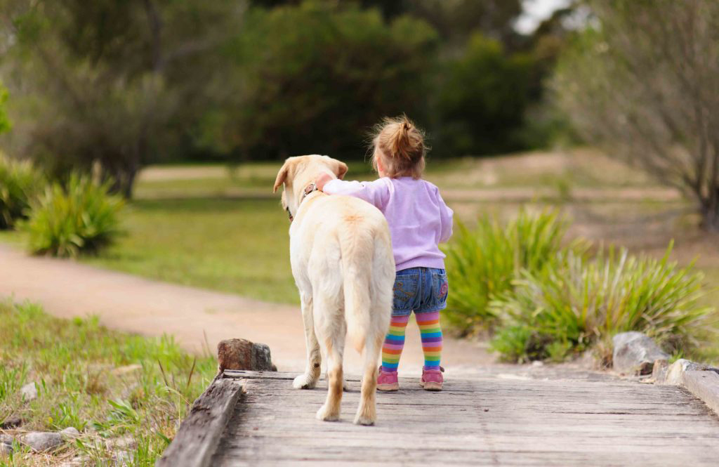 Toddler: brain builds up and cuts the fluff