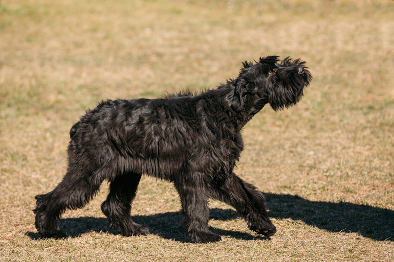 Giant schnauzer