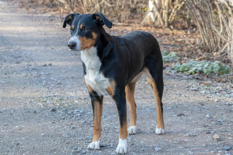 Appenzeller sennenhund