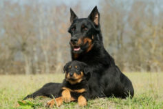 The best guard dog breeds for protection