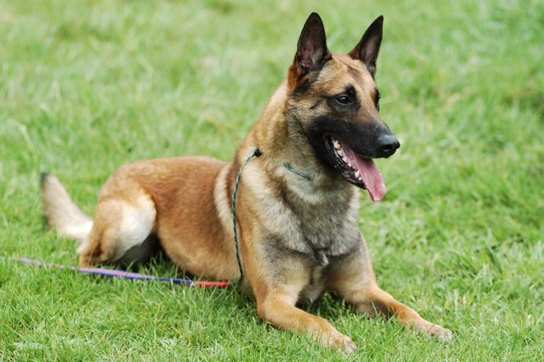 Belgian Malinois