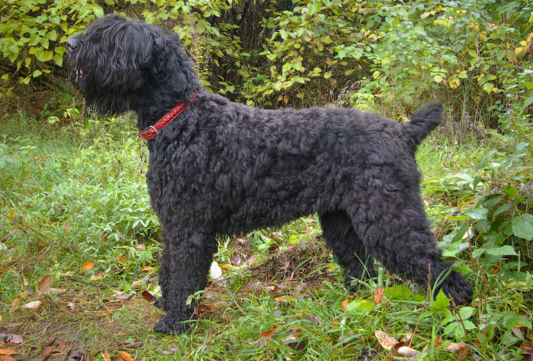 Black Russian terrier
