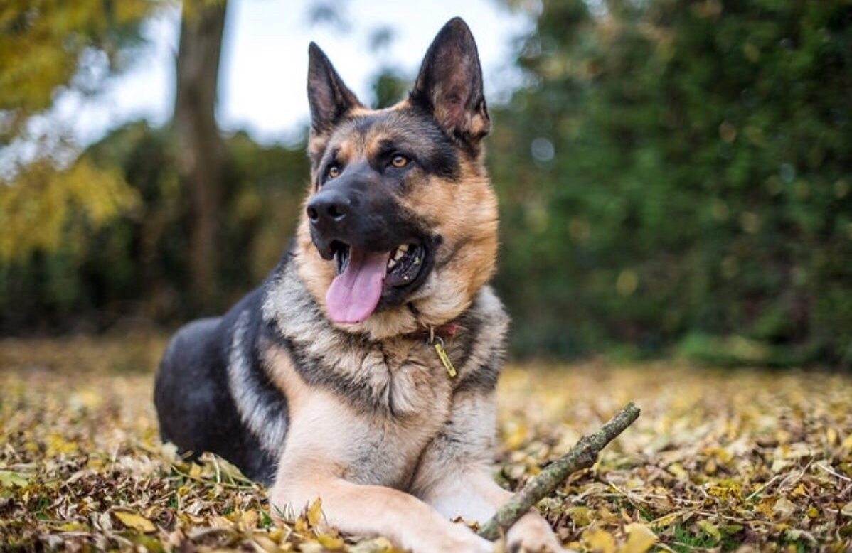 German Shepherd lovers: Confident and tough