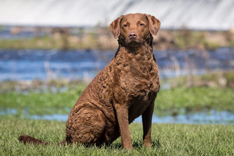 Chesapeake Bay retriever