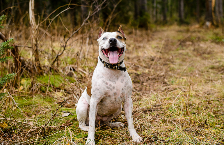 Pitbull lovers: Versatile